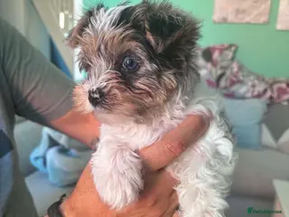 Yorkshire Terrier dogs Three Beautiful Little Yorkshire Terrier Puppies - Advert 3