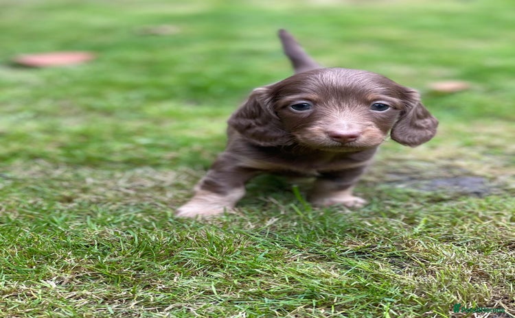 Miniature Dachshund dogs - Advert 6