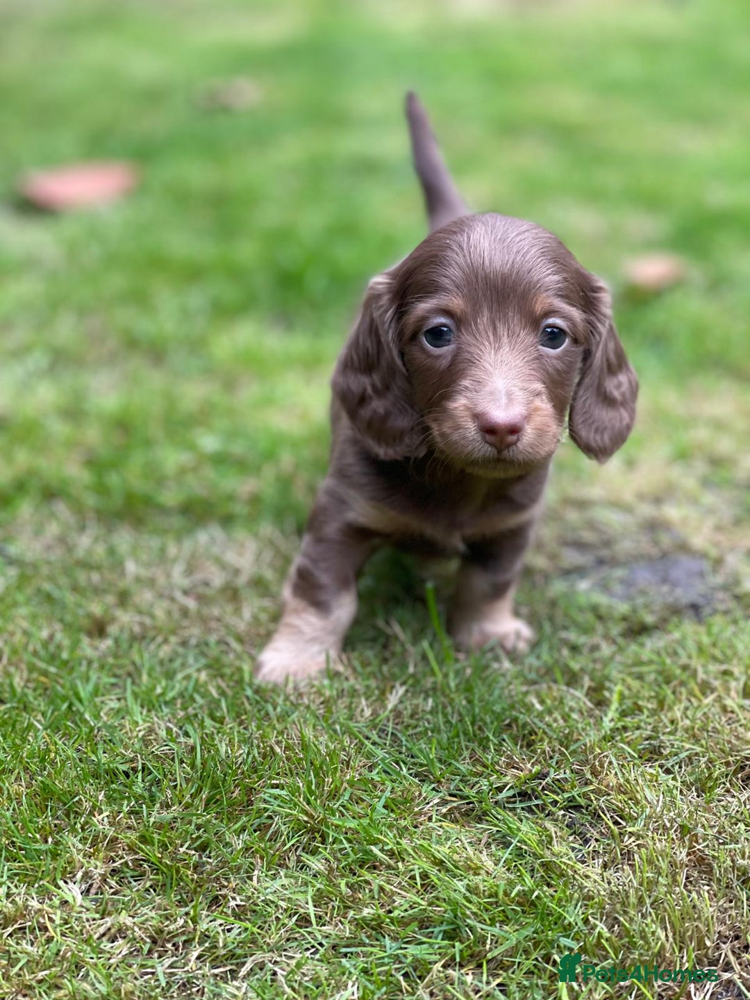 Miniature Dachshund dogs for sale: Kc Reg Long Haired Miniture Dachshund Puppies - Image 5