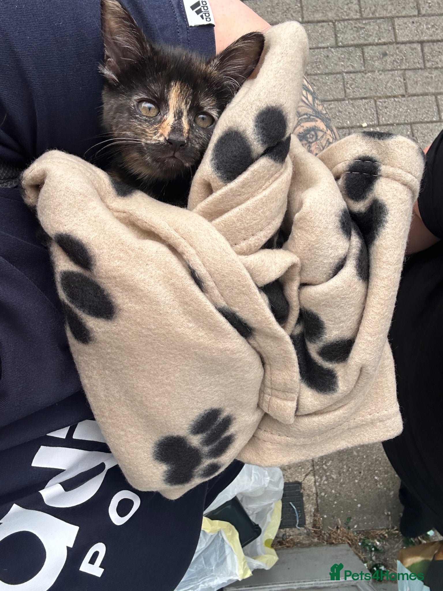 Mixed Breed cats for sale: Girl kitten for sale  in Newent - Advert 4