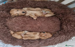 Cockapoo dogs for sale: Gorgeous Red, Golden & Apricot F1 Cockapoos - Image 15
