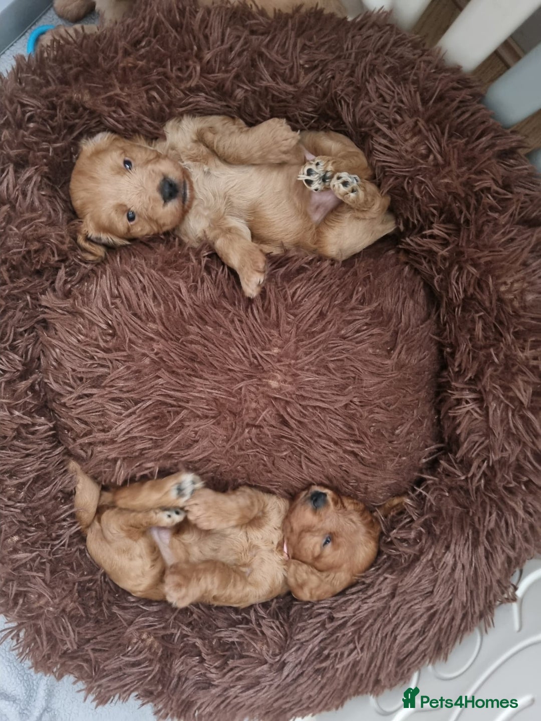 Cockapoo dogs for sale: Gorgeous Red, Golden & Apricot F1 Cockapoos - Image 15