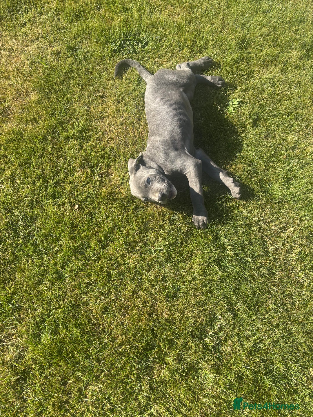 Cane Corso dogs for sale: Can Corso - Image 4