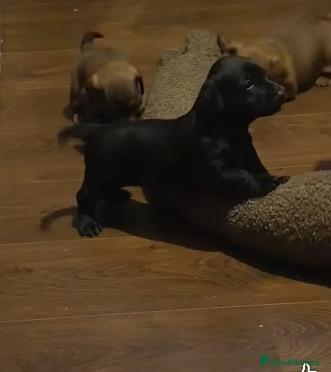 Dachshund dogs for sale: Dachshund puppies - Advert 15