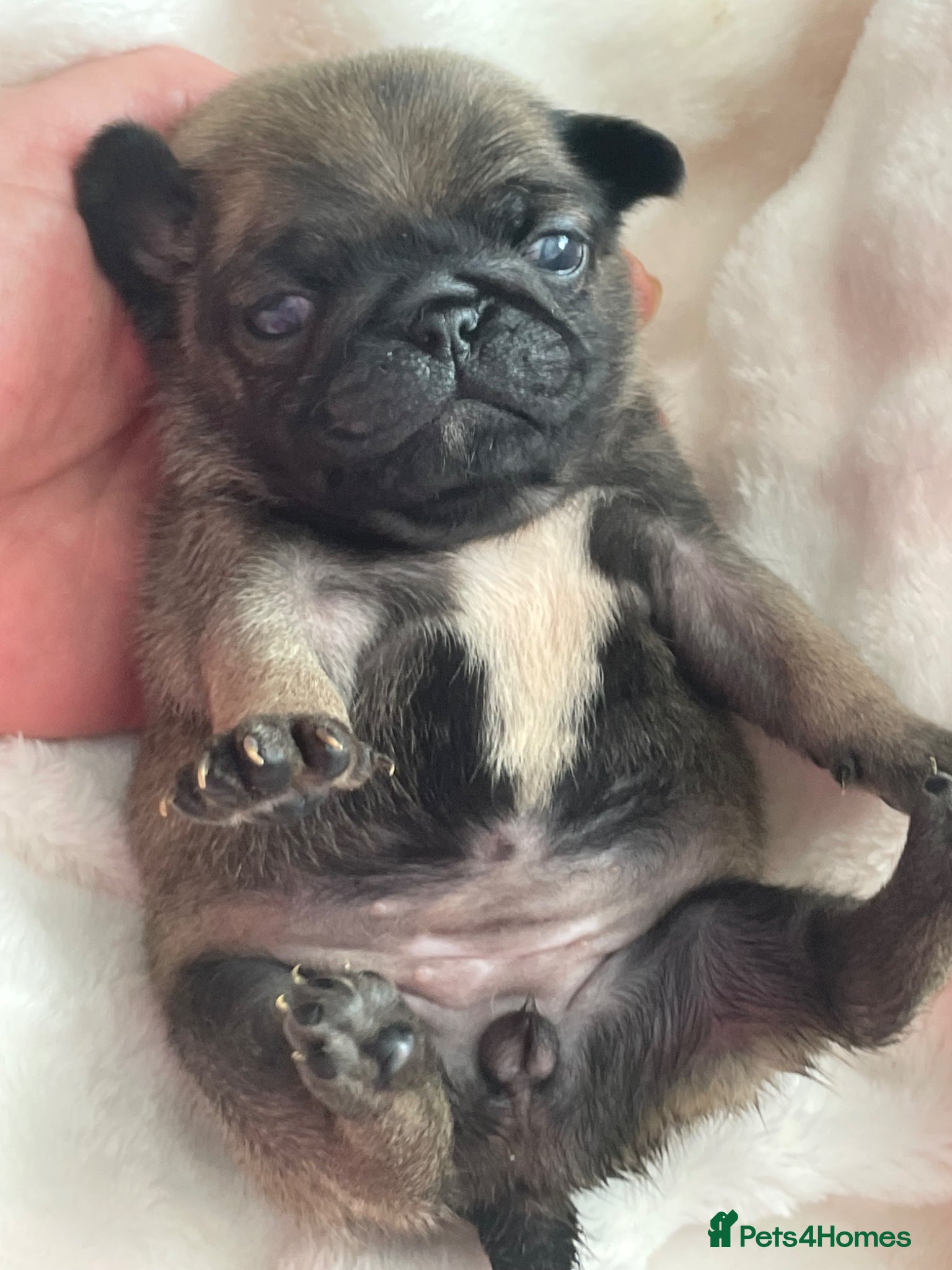 Pug dogs KC multi champion pedigree /show potential  - Advert 2