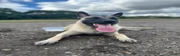 Mixed Breed dogs for sale: ZEUS - 1yr old German Shepherd staffy mix  in Bracknell - Advert 2