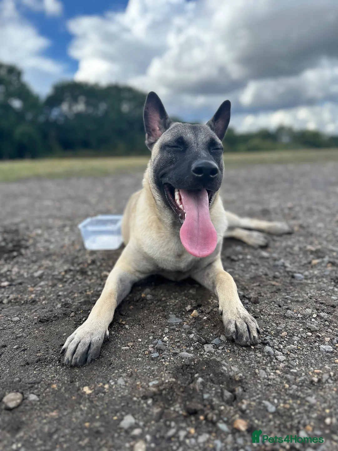 Mixed Breed dogs for sale: ZEUS - 1yr old German Shepherd staffy mix  in Bracknell - Advert 2
