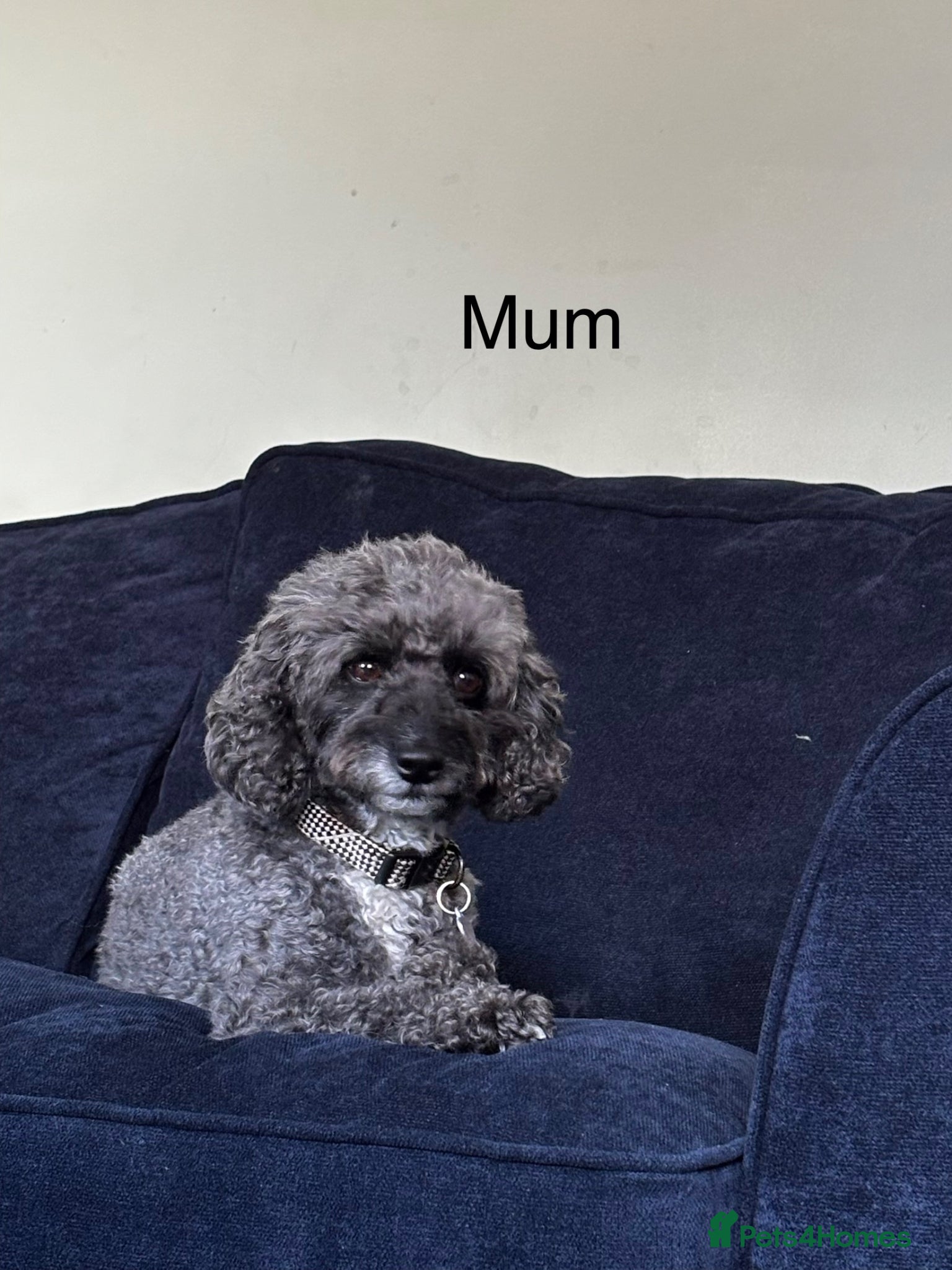 Cockapoo dogs Beautiful Cockapoo Puppies  - Advert 4