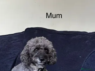 Cockapoo dogs Beautiful Cockapoo Puppies - Advert 4