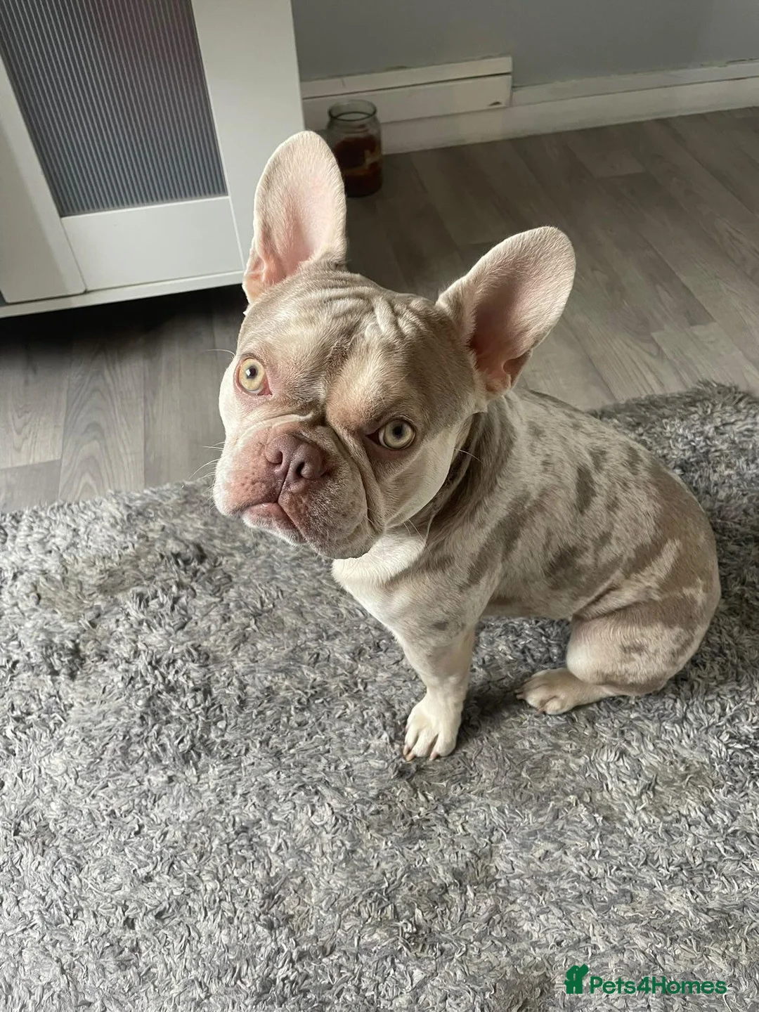 French Bulldog dogs for stud: Stud  - Advert 5