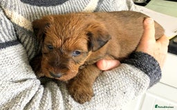 Irish Terrier dogs for sale: Irish Terrier pups expected early December  - Image 24