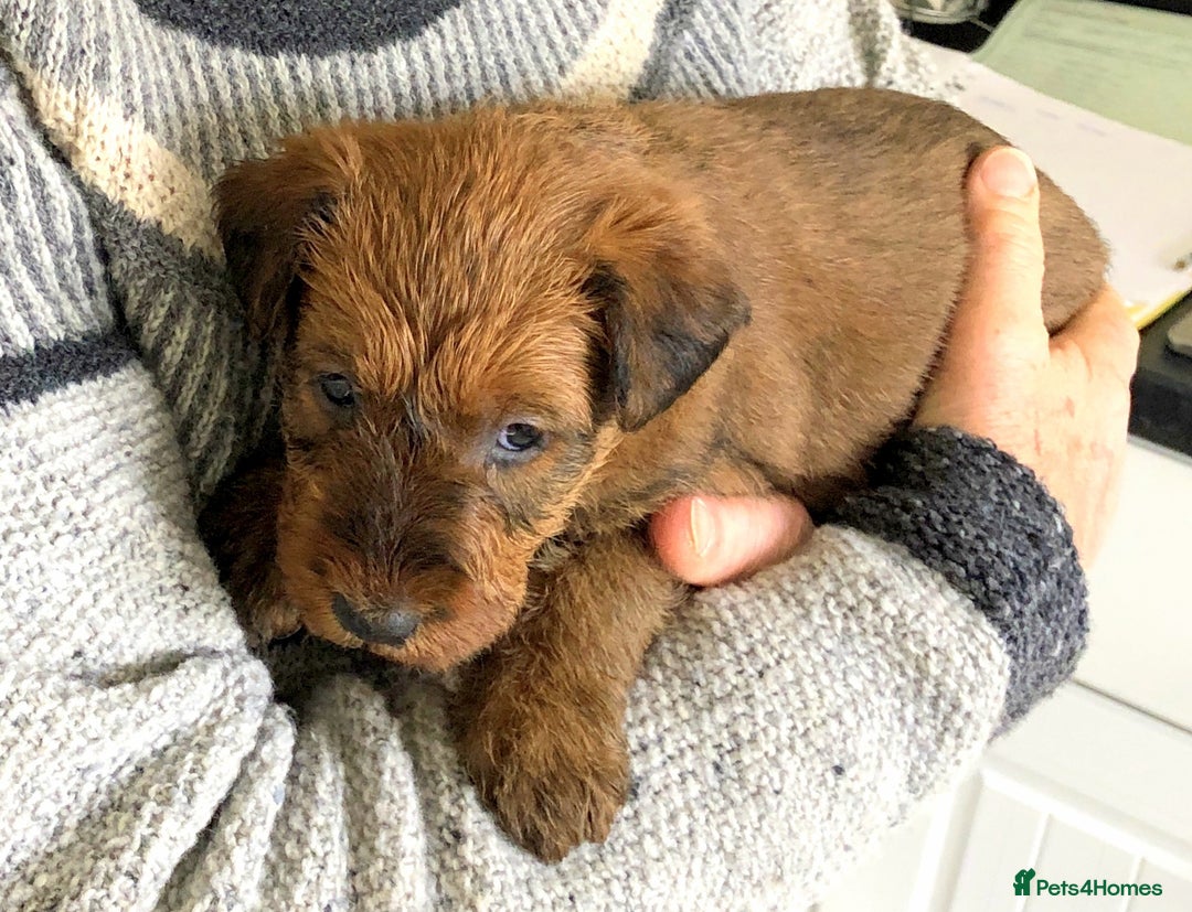 Irish Terrier dogs for sale: Irish Terrier pups expected early December  - Image 24