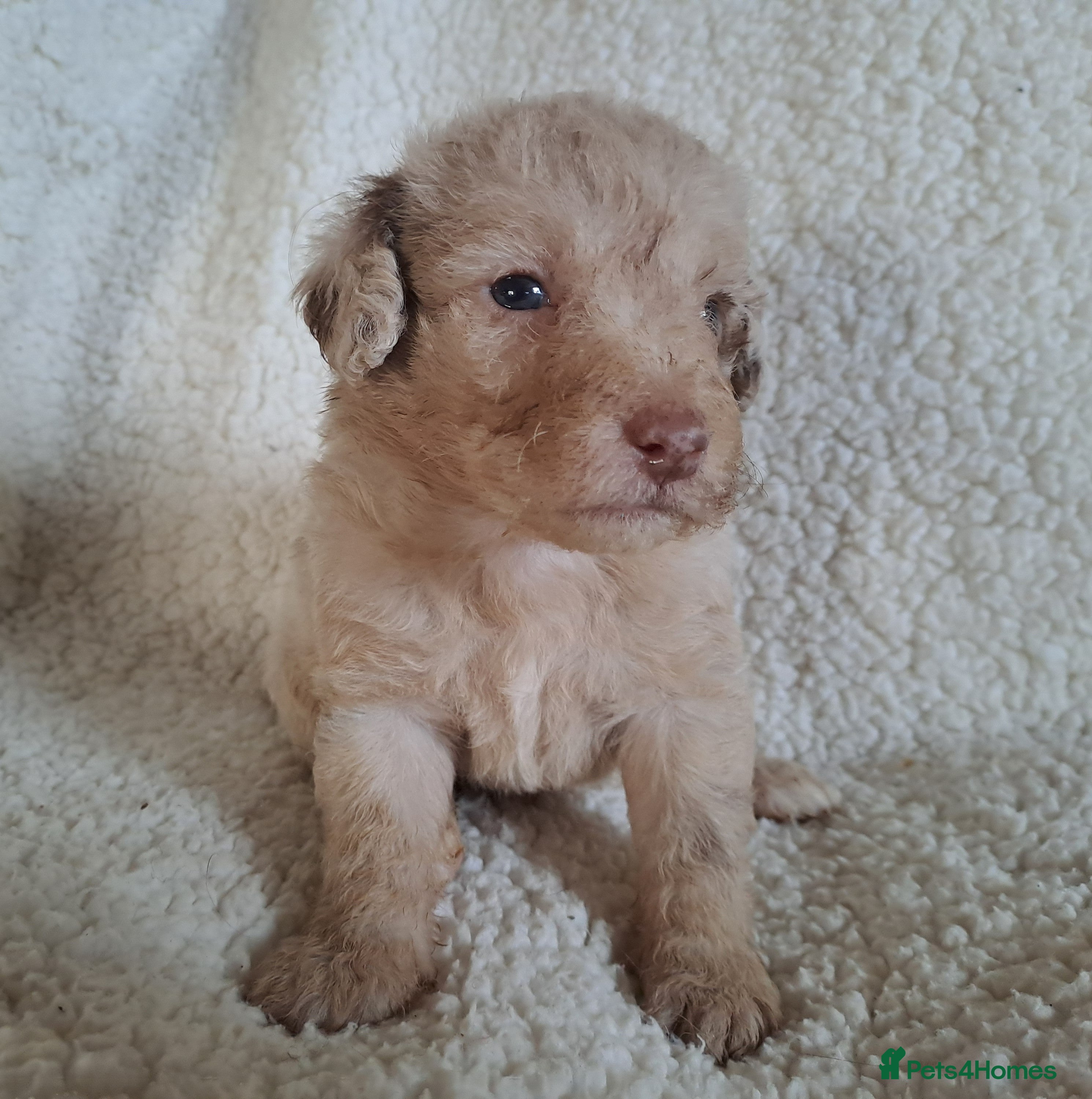 Labradoodle dogs Gorgeous Mini Labradoodle Puppies - Advert 6