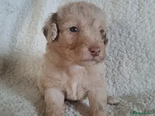 Labradoodle dogs Gorgeous Mini Labradoodle Puppies - Advert 6