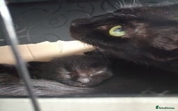 Mixed Breed cats for sale: Gorgeous Maine-Coon/Ragdoll/Bombay Mix Kittens!!! - Image 15