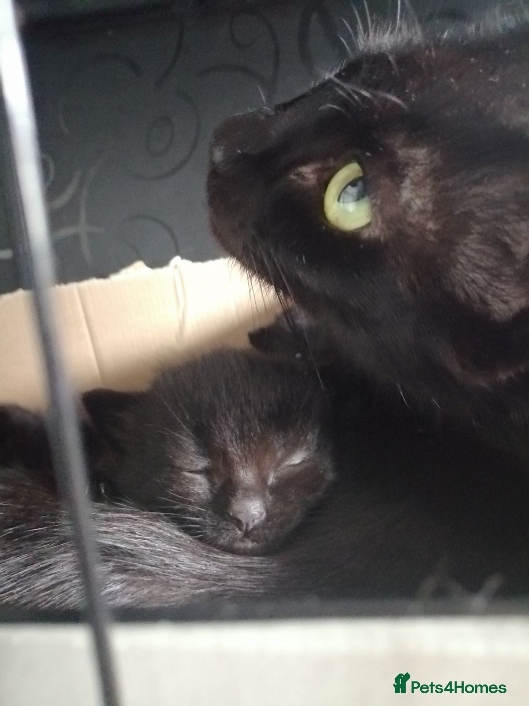 Mixed Breed cats for sale: Gorgeous Maine-Coon/Ragdoll/Bombay Mix Kittens!!! - Image 15