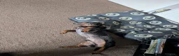 Miniature Dachshund dogs for sale: Needing a new home - Advert 4