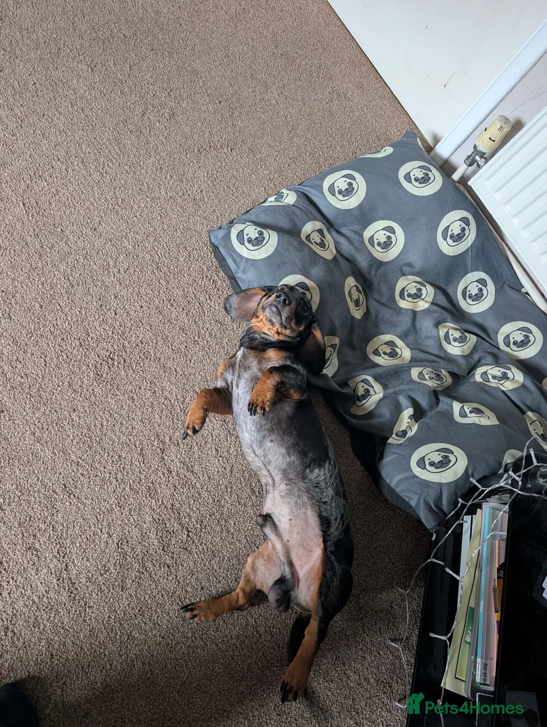 Miniature Dachshund dogs for sale: Needing a new home - Advert 4