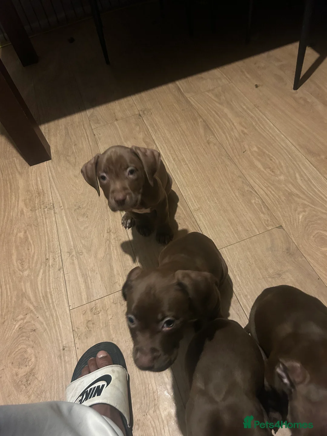 American Bully dogs for sale: Lil blessings  - Advert 9