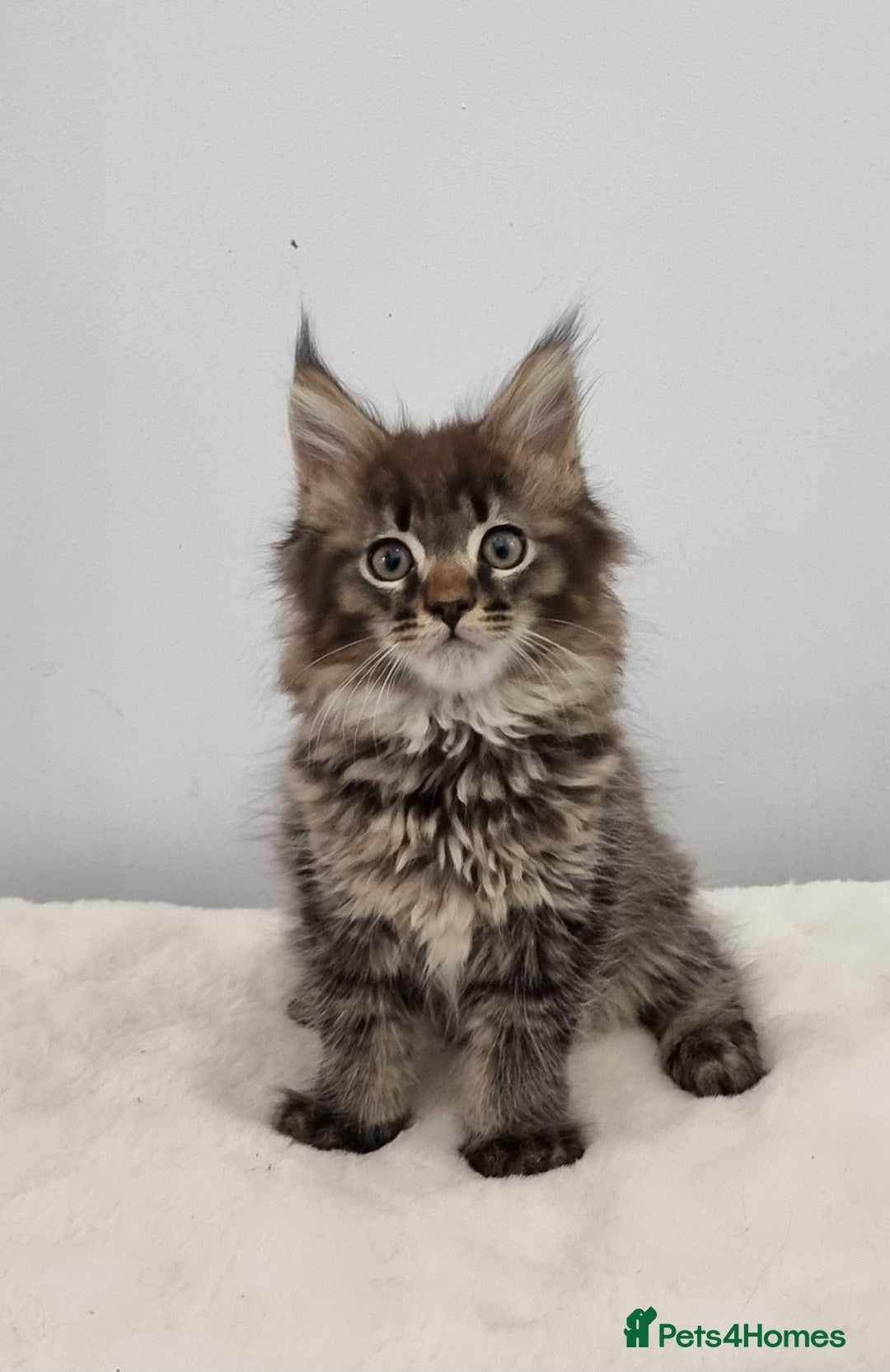 Maine Coon cats for sale: Pedigree Maine Coon Kittens GCCF REGISTERED  - Advert 8