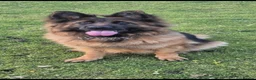German Shepherd dogs for sale: Beautiful top quality long haired German shepherds - Advert 14