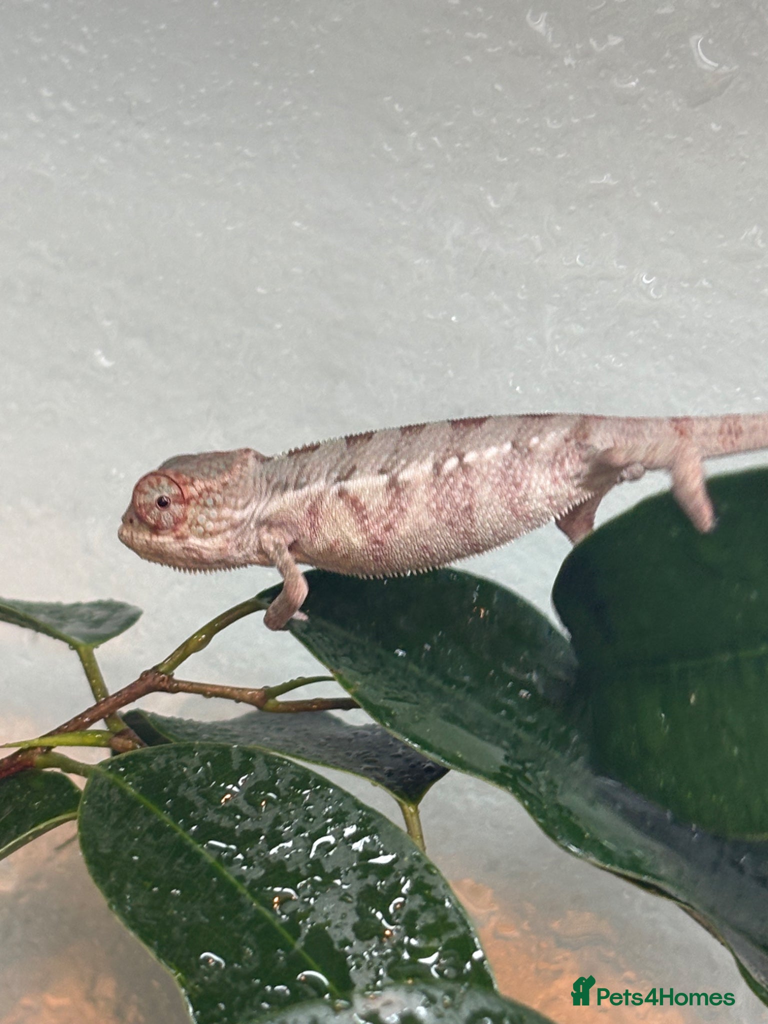 Chameleon reptiles Blue Ambanja Panther Chameleons  - Advert 2