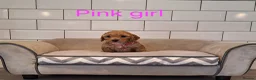 Cavapoochon dogs for sale: Beautiful Cavapoochons puppies - Advert 19