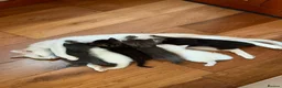 Mixed Breed cats for sale: 6 Kittens  in Waterlooville - Advert 14