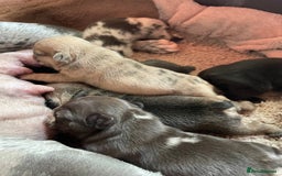 French Bulldog dogs for sale: French Bulldog - Image 4