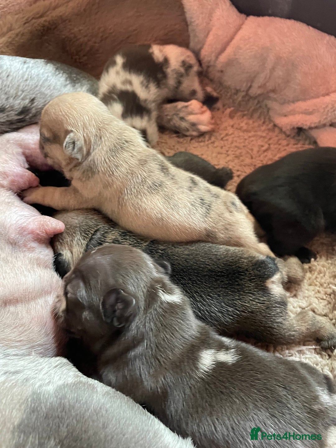 French Bulldog dogs for sale: French Bulldog - Image 4