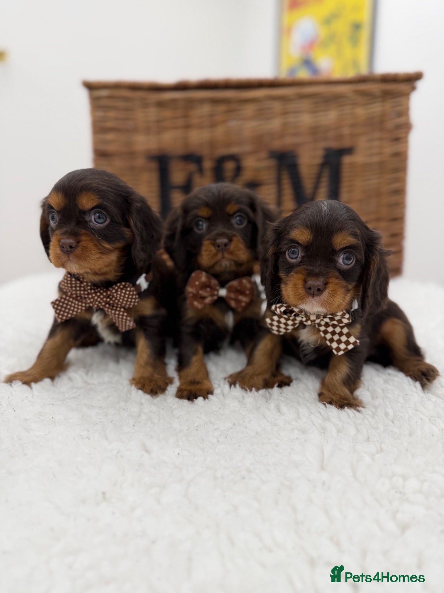Cavalier King Charles Spaniel dogs Chocolate and Tan Exst heKth texted puppies  - Advert 3
