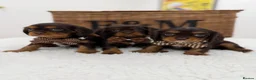 Cavalier King Charles Spaniel dogs for sale: Chocolate and Tan Exst heKth texted puppies  - Advert 3