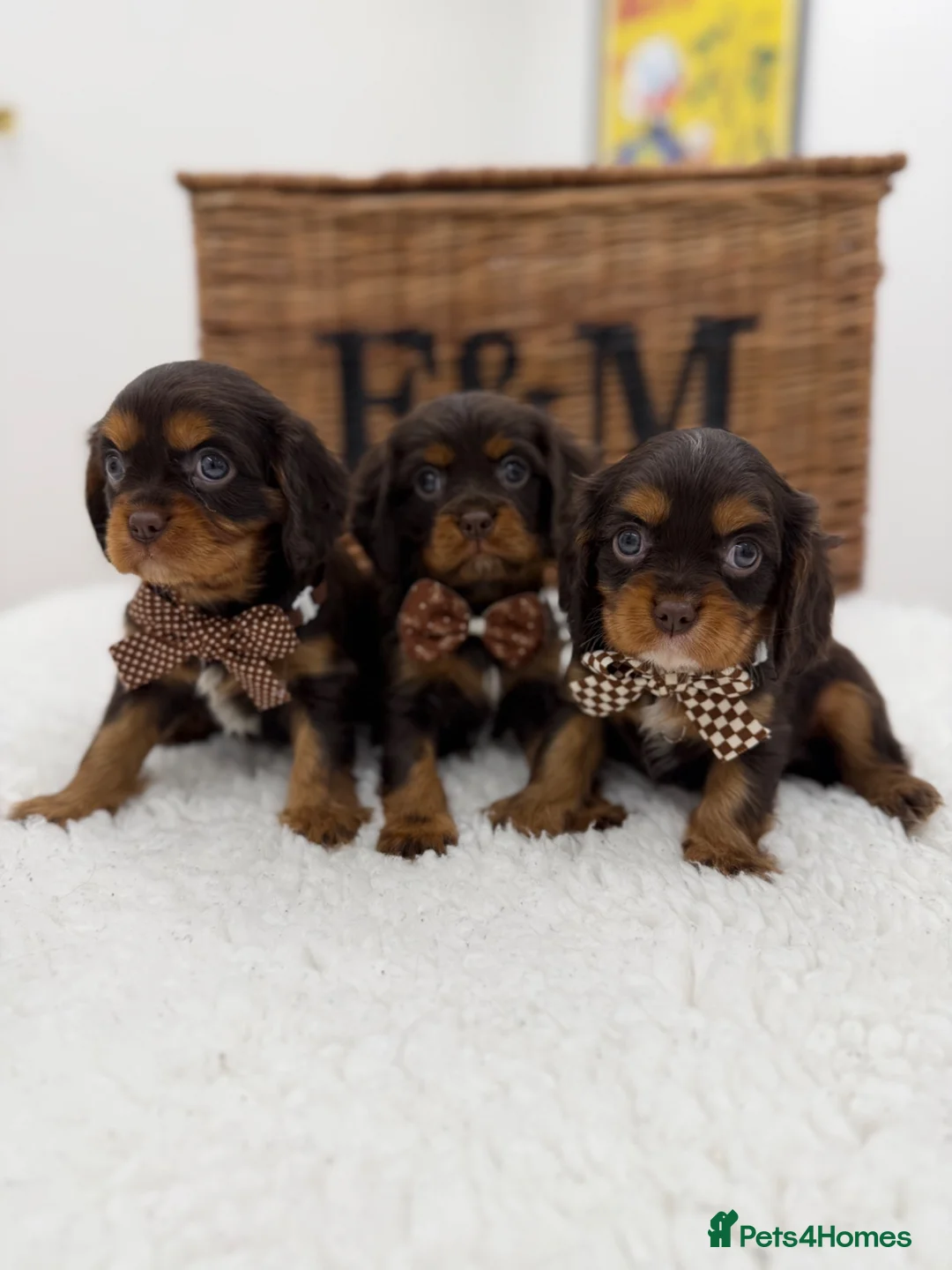Cavalier King Charles Spaniel dogs for sale: Chocolate and Tan E ** t health tested puppies  - Advert 2