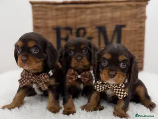 Cavalier King Charles Spaniel dogs Chocolate and Tan Exst heKth texted puppies - Advert 3