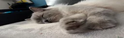 Ragdoll cats for sale: Beautiful Ragdoll Type kittens HCM and PKD free  - Advert 20