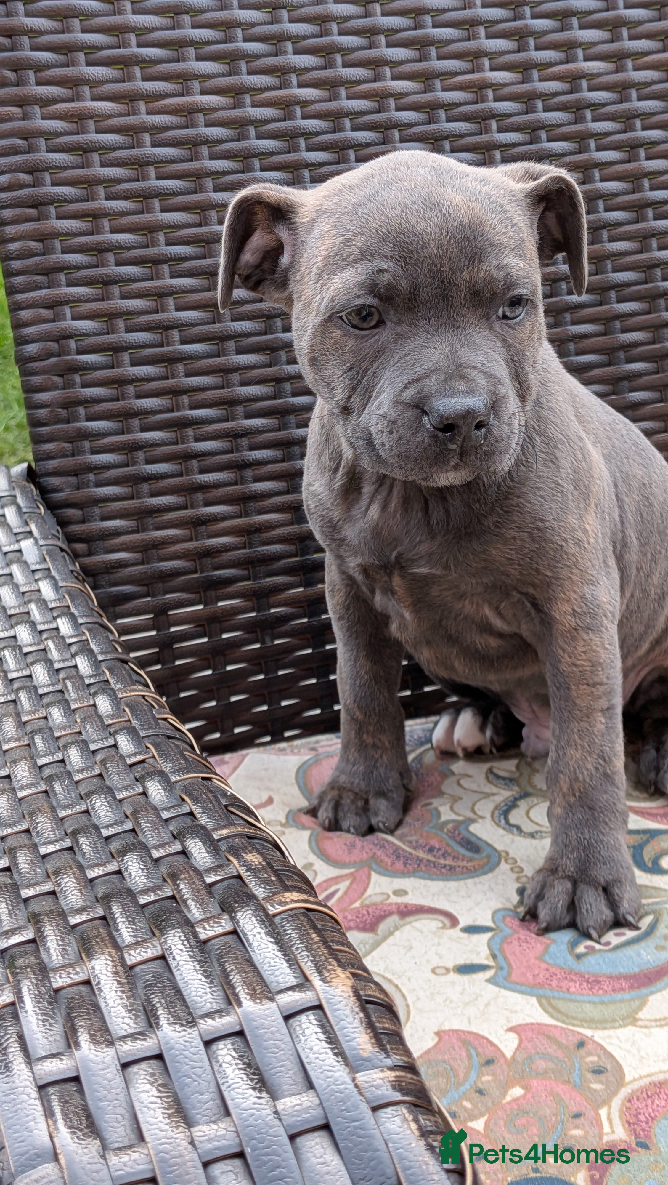 Staffordshire Bull Terrier dogs Staffordshire bull terrier blue brindle puppies  - Advert 15