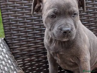 Staffordshire Bull Terrier dogs Staffordshire bull terrier blue brindle puppies - Advert 15