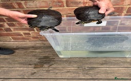 Terrapin reptiles for sale: Terrapins - Image 4
