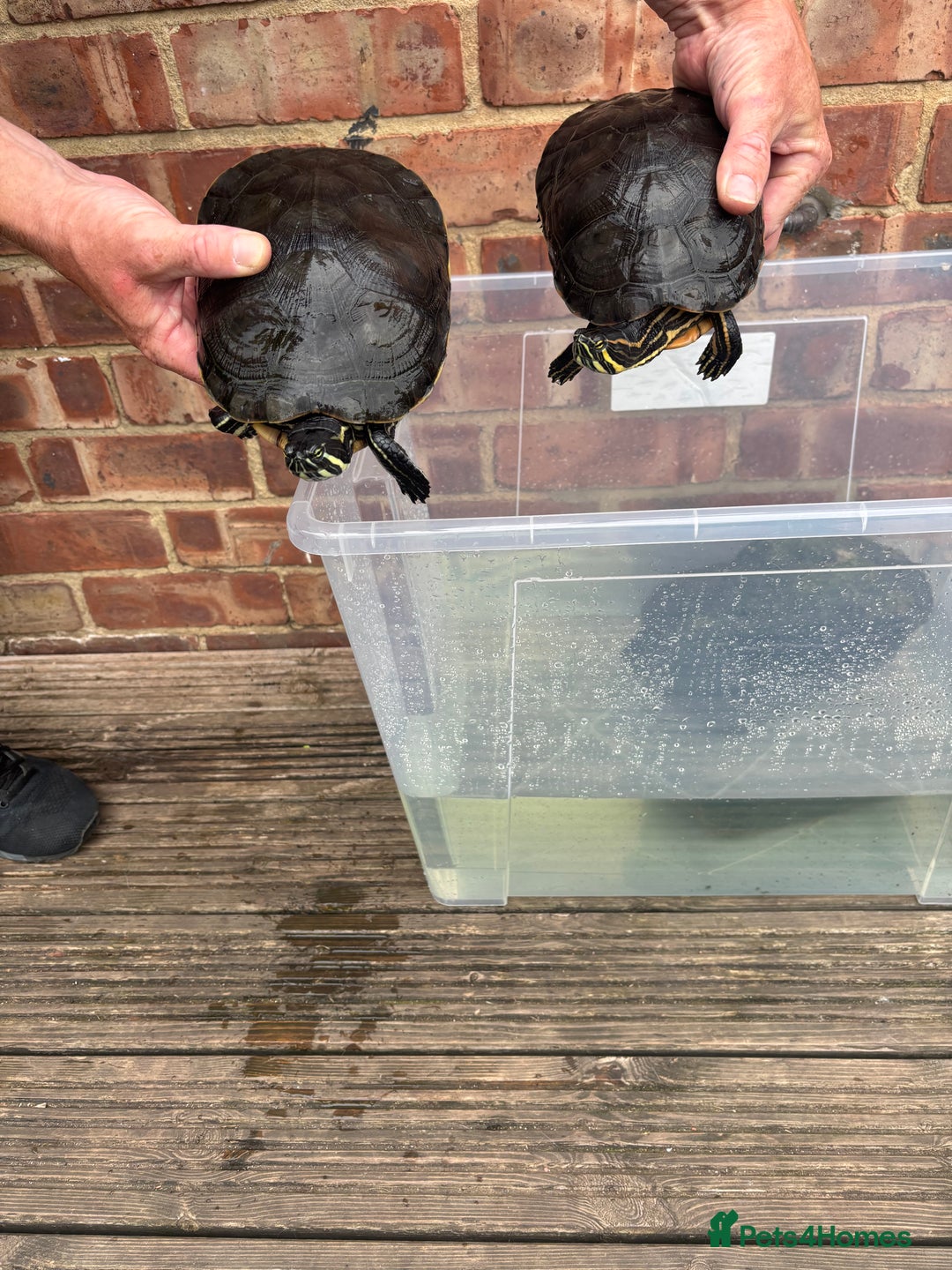 Terrapin reptiles for sale: Terrapins - Image 4