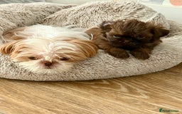 Shih Tzu dogs for sale: KC reg, 2 left! Potential blondes in Tamworth - Image 39
