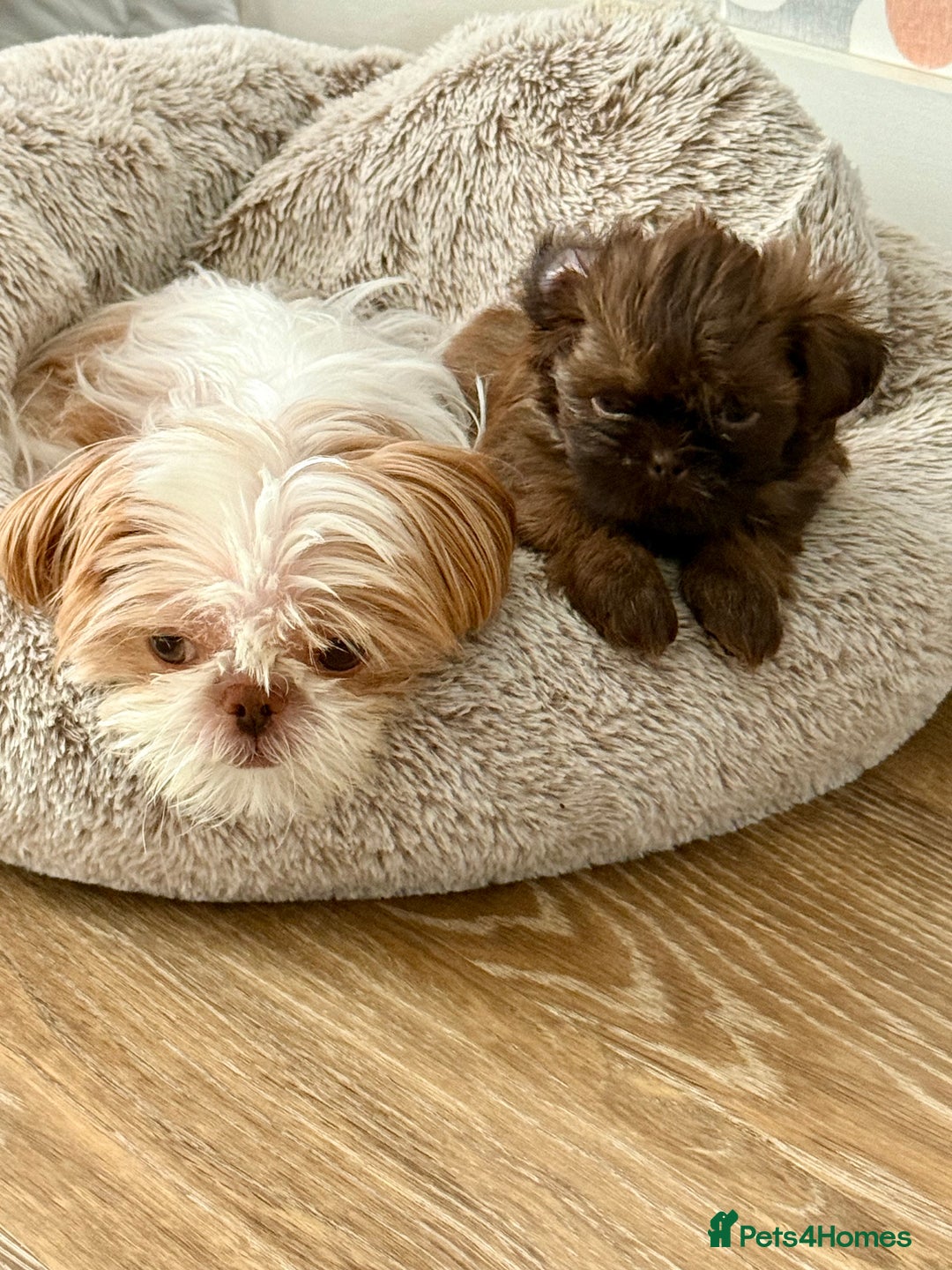 Shih Tzu dogs for sale: KC reg, 2 left! Potential blondes in Tamworth - Image 39