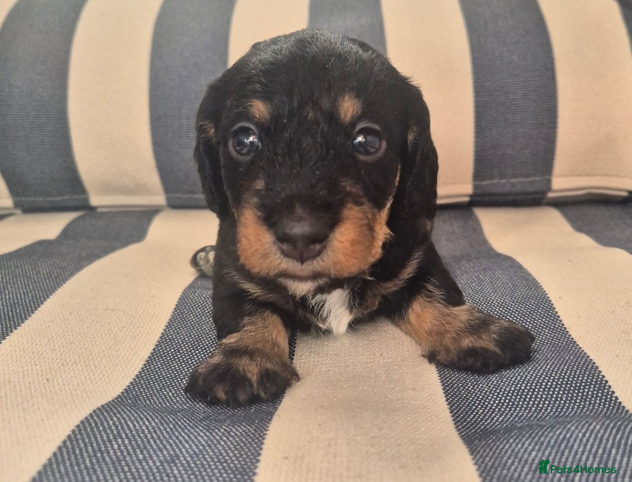 Miniature Dachshund dogs Silky Wire Haired Miniature Dachshunds  - Advert 1