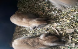 Mini Lop rabbits for sale: Pure bred minilop rabbits - Image 15