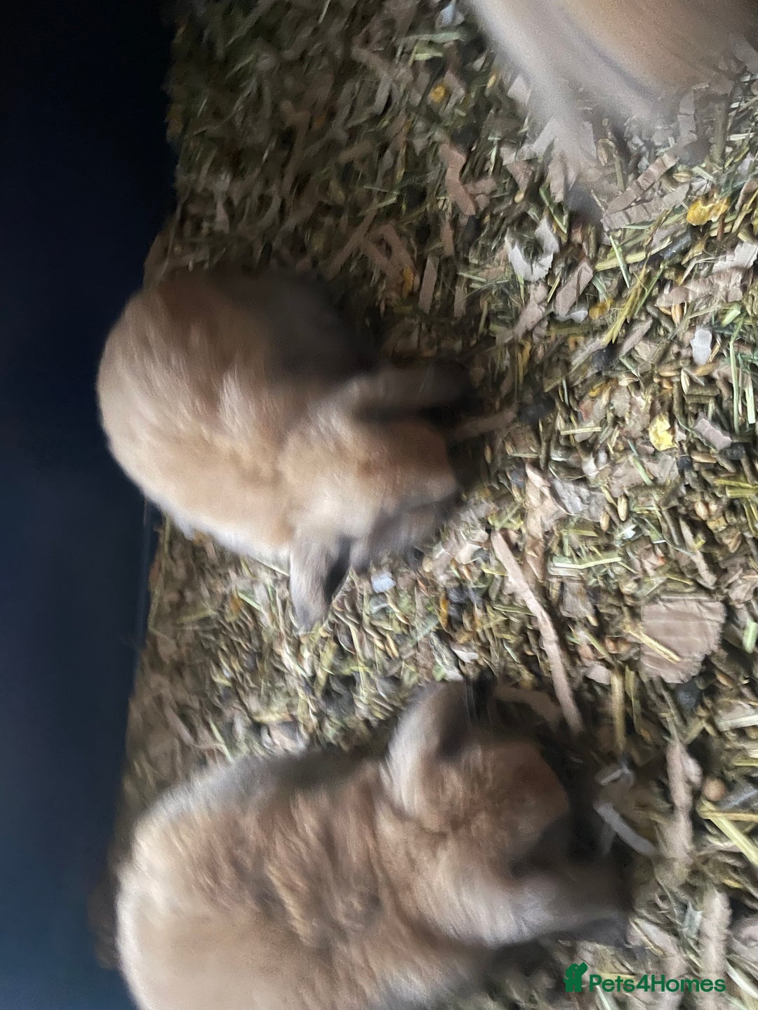 Mini Lop rabbits for sale: Pure bred minilop rabbits - Image 15