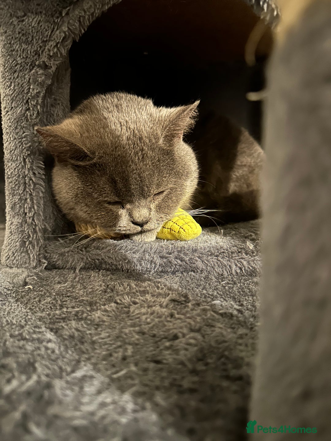 British Shorthair cats for sale: Her name is Rose  - Image 5