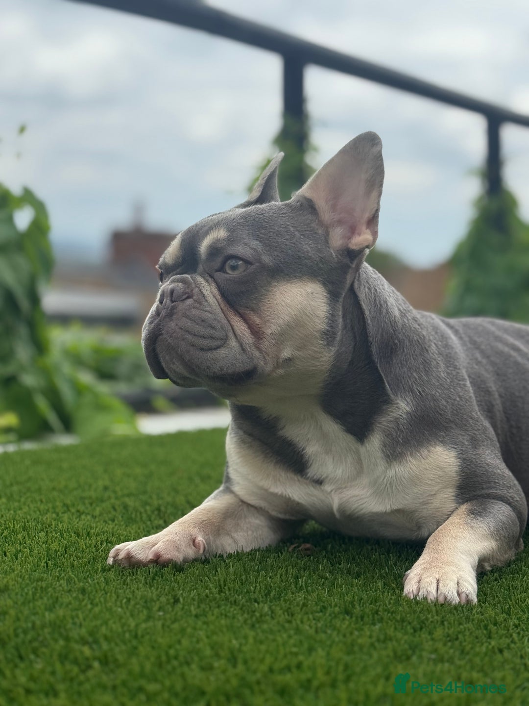 French Bulldog dogs for stud: STUD Available  - Advert 2