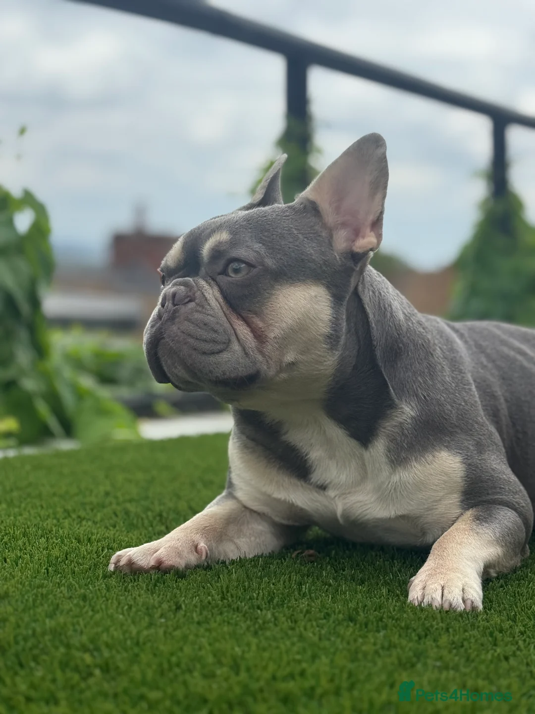 French Bulldog dogs for stud: STUD Available  - Advert 2