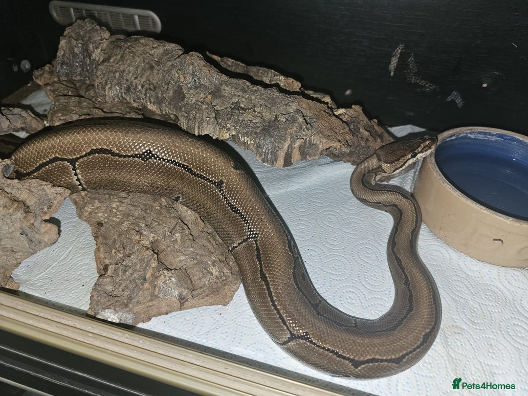 Python Snake reptiles for sale: 12 Rescue Royal Pythons For Sale - Image 4