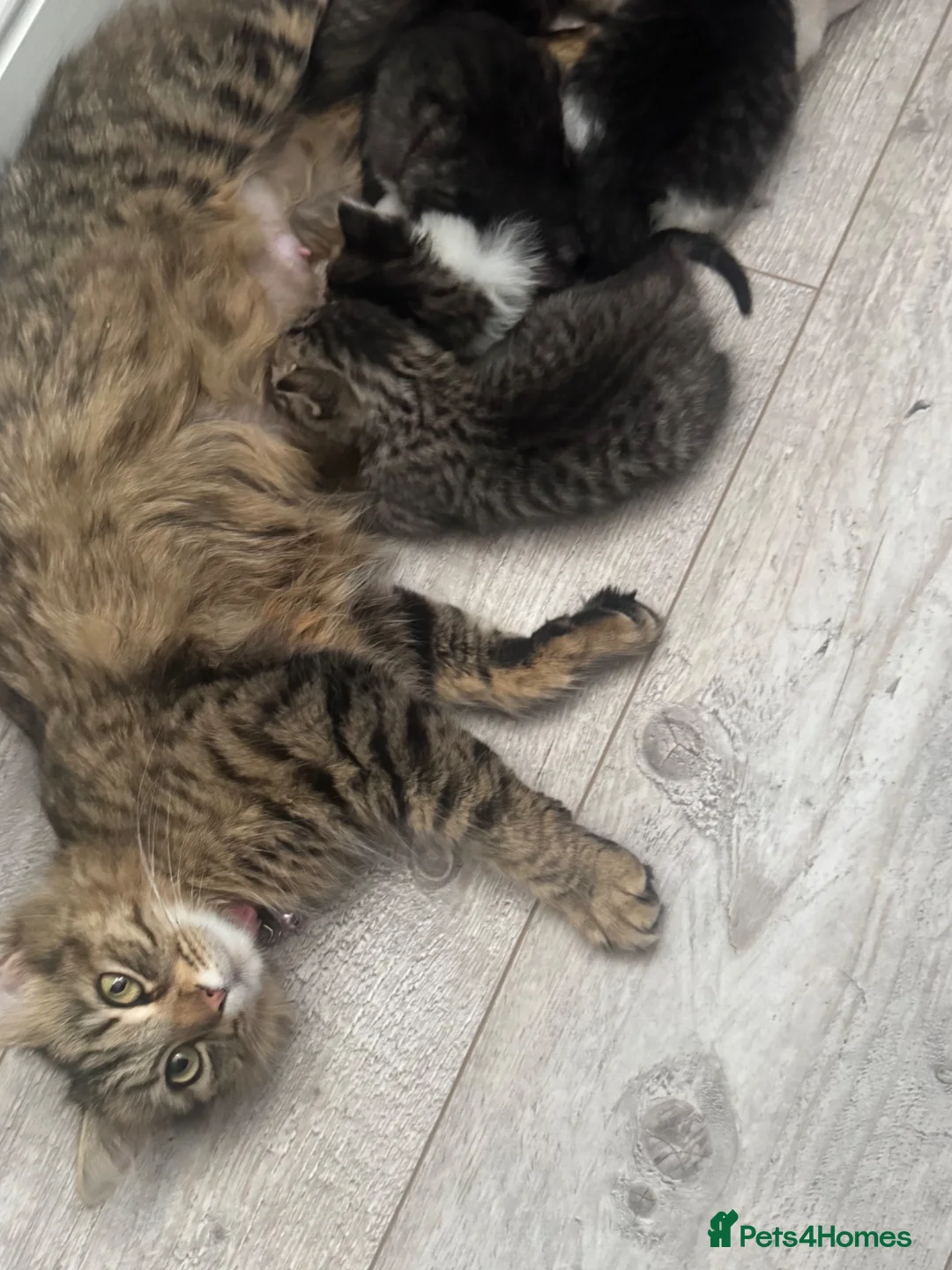British Shorthair cats for sale: 5 Beautiful Kittens Available End Of June - Advert 1