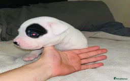 American Bull Staffy dogs for sale: Beautiful American bulldog x staff puppies   - Image 12